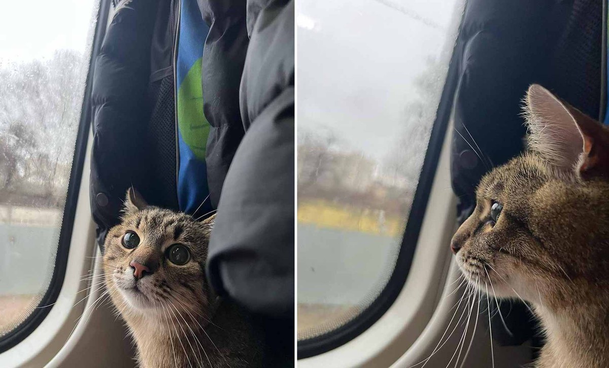Stepan, gato influencer ucraniano, faz vaquinha para proteger animais durante a guerra |  Animais de estimação