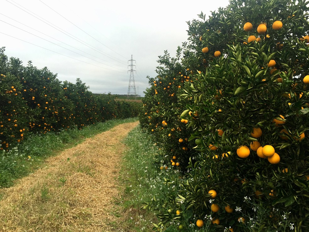 Casa Branca, SP, é o maior produtor de laranja do Brasil, diz ...