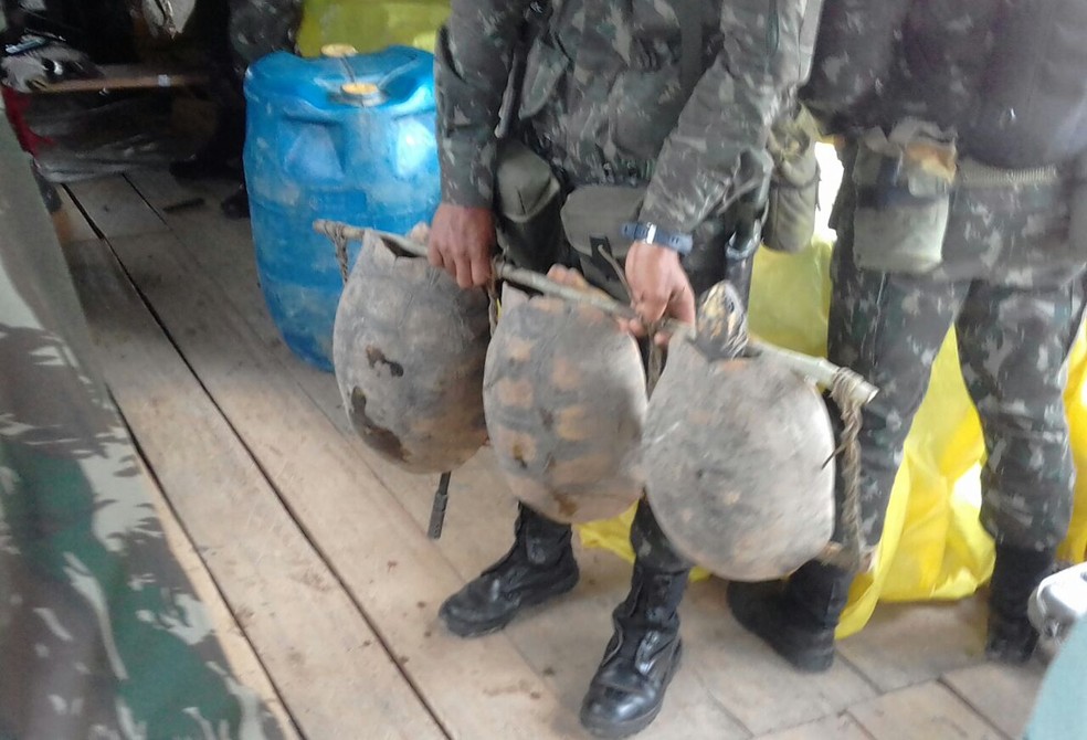Jabutis também foram apreendidos pelo Exército (Foto: Exército/Divulgação)