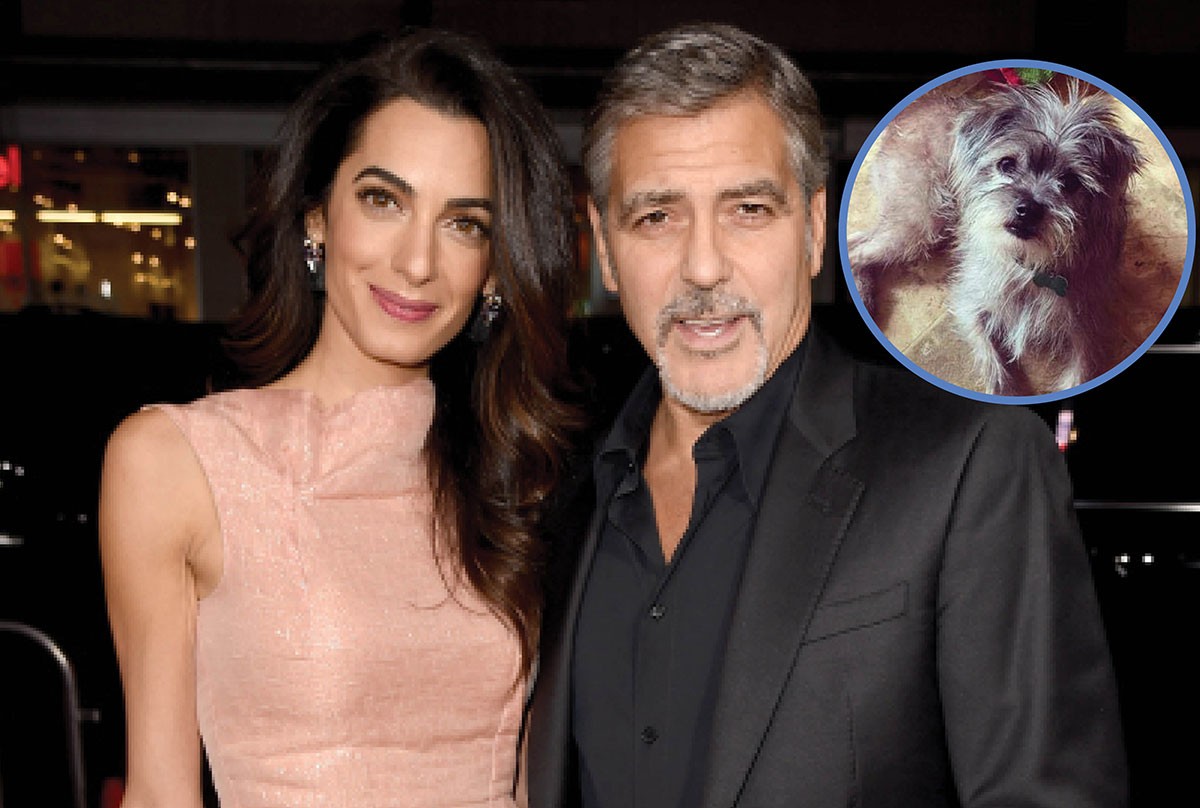 George Clooney e a esposa Amal adotaram o cãozinho Nate (Foto: Getty Images / Reprodução)