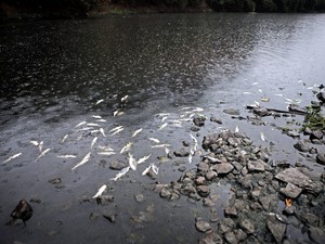 Rio Piracicaba volta a registrar mortandade de peixes no trecho urbano de Piracicaba (Foto: Mateus Medeiros/Arquivo pessoal)