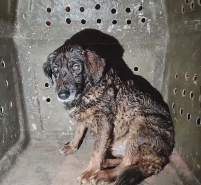 Instituto busca 'tutor ideal' para cadela 
resgatada em Petrópolis após tragédia: 'problema emocional seríssimo'