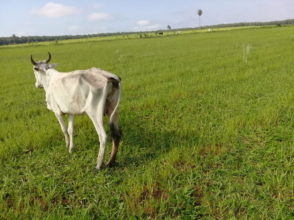 Polícia investiga maus-tratos e morte de gado deixado sem comida e água em fazenda de Avaí — Foto: Nature Vitae/Divulgação