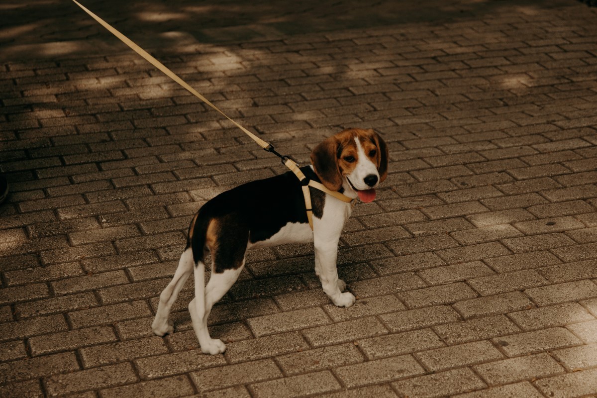 O beagle é um cão esperto, agitado e carinhoso. Ele tem um olfato muito aguçado e, por isso, é bom para caçar (Foto: Pexels/ ROMAN ODINTSOV/ CreativeCommons)