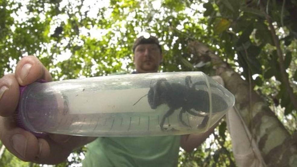 Expedição em ilha da Indonésia encontrou um único exemplar da abelha gigante de Wallace — Foto: Clay Bolt
