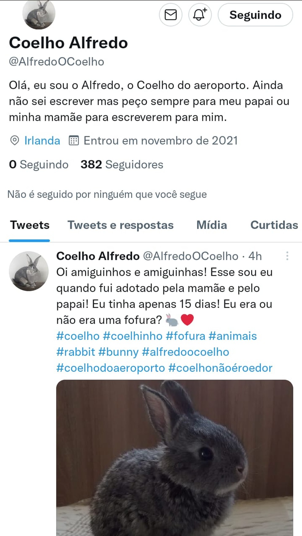 Após confusão em aeroporto de SP, coelho de BH curte Irlanda e 'cria' twitter — Foto: Redes sociais