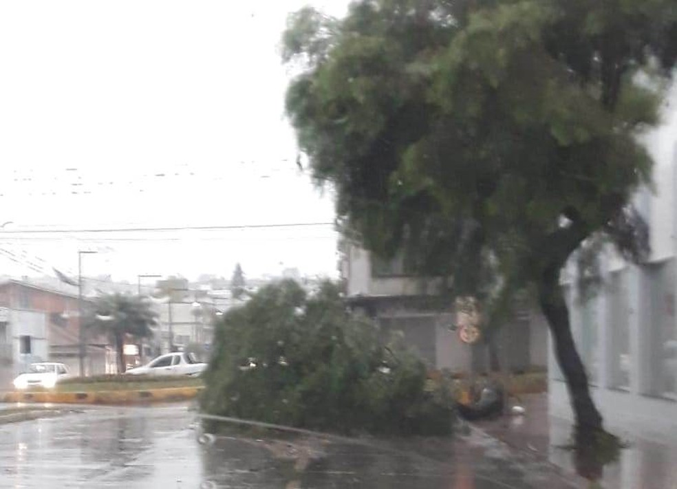 Árvores caíram nas ruas de Xaxim — Foto: Defesa Civil/Divulgação