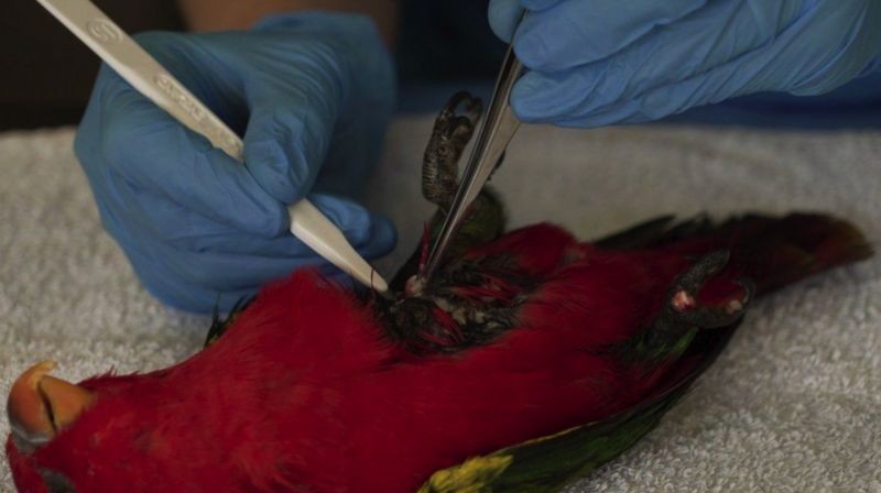 Veterinários do zoológico de Chester coletam amostra de tecido de um lóris-amor-amor, ave tropical ameaçada (Foto: BBC News)