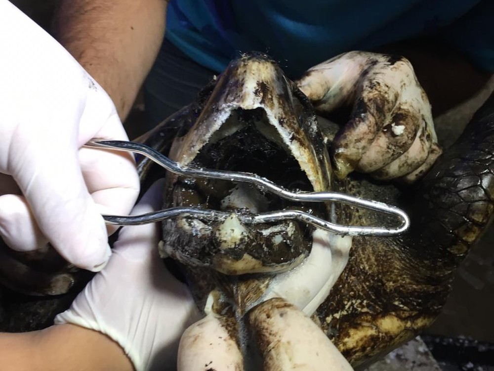 Preocupação é de que tartaruga tenha ingerido grande quantidade de óleo — Foto: Heloísa Guimarães/Inter TV Cabugi