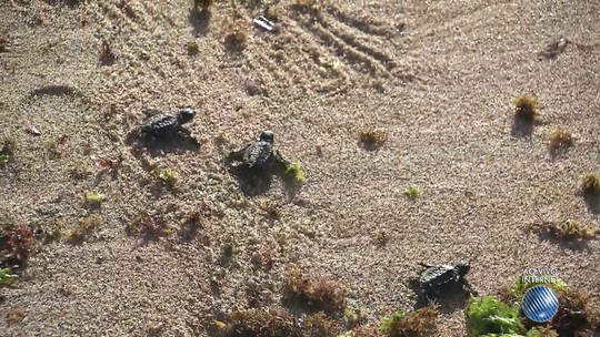 Depois de 30 anos, tartarugas marinhas voltam a desovar na praia de Itapuã, em Salvador