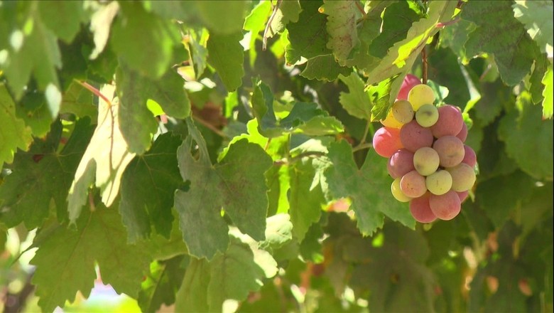 enxertia-uva-semente (Foto: Reprodução/TV Globo)