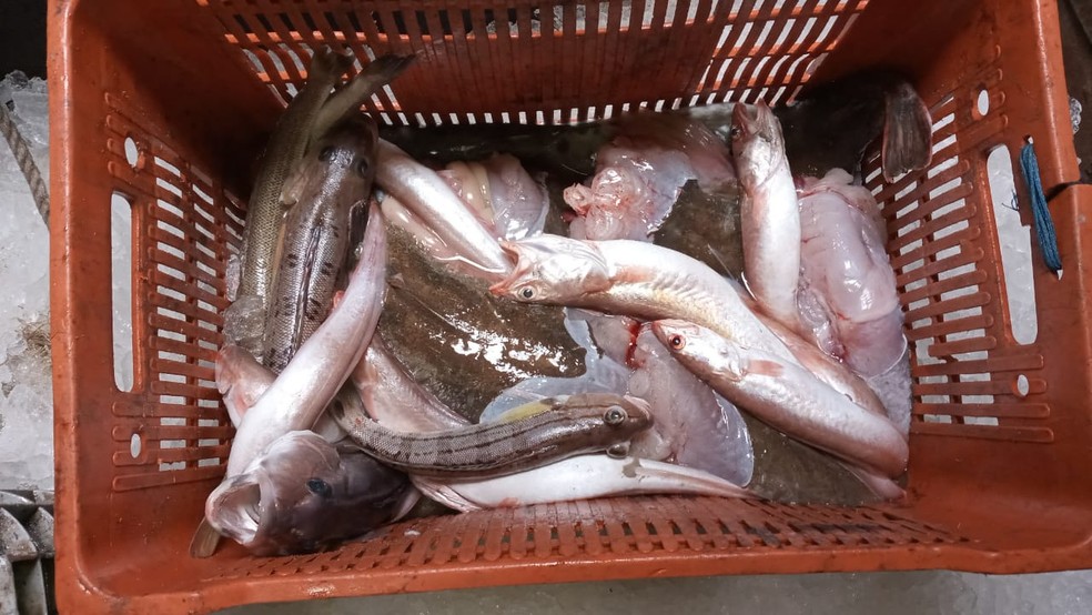 Peixes pescados em área proibida em Arraial do Cabo, RJ, foram apreendidos e doados — Foto: Divulgação/Polícia Federal