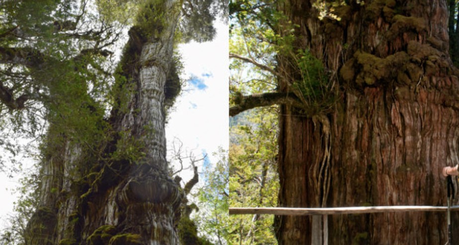 Gran Abuelo: Chile pode ter árvore mais antiga do mundo