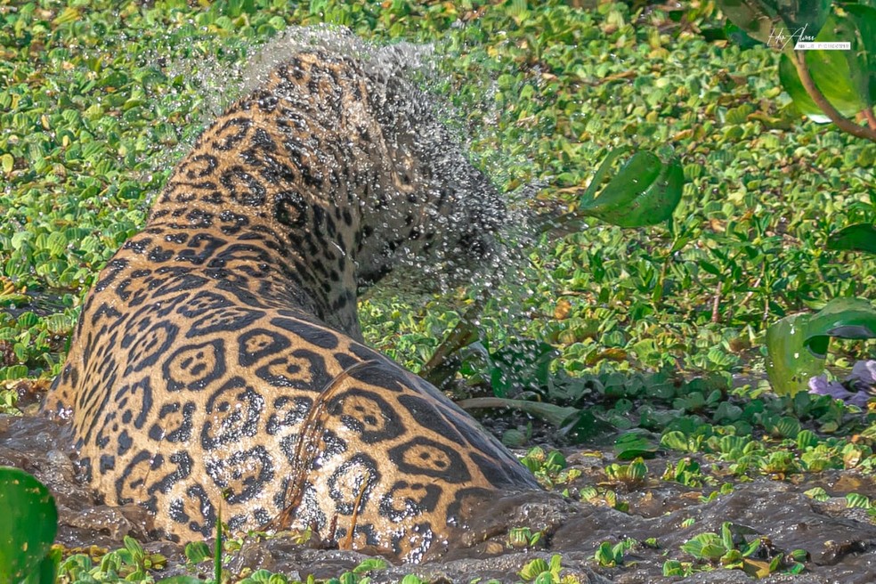 Onça pula na água em busca de jacarés — Foto: Edir Alves/Foto