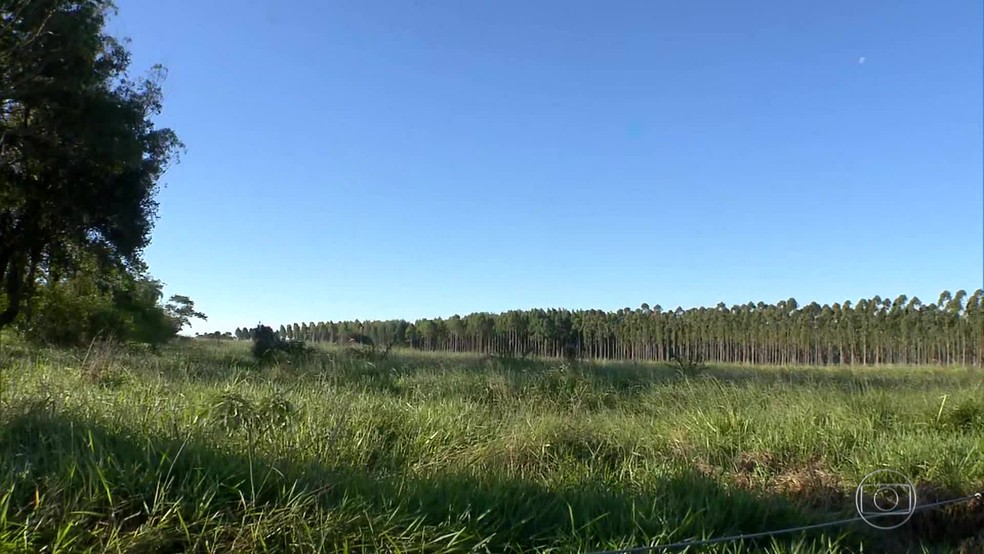 PlantaÃ§Ã£o de eucaliptos no Paraguai que pertence a Messer â€” Foto: ReproduÃ§Ã£o/TV Globo