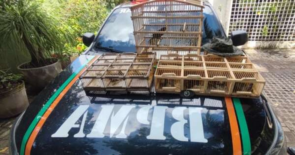 Vinte e dois pássaros silvestres que estavam sendo comercializados ilegalmente em freira-livre foram apreendidos pela polícia em Pacajus. — Foto: Polícia Militar/ Divulgação