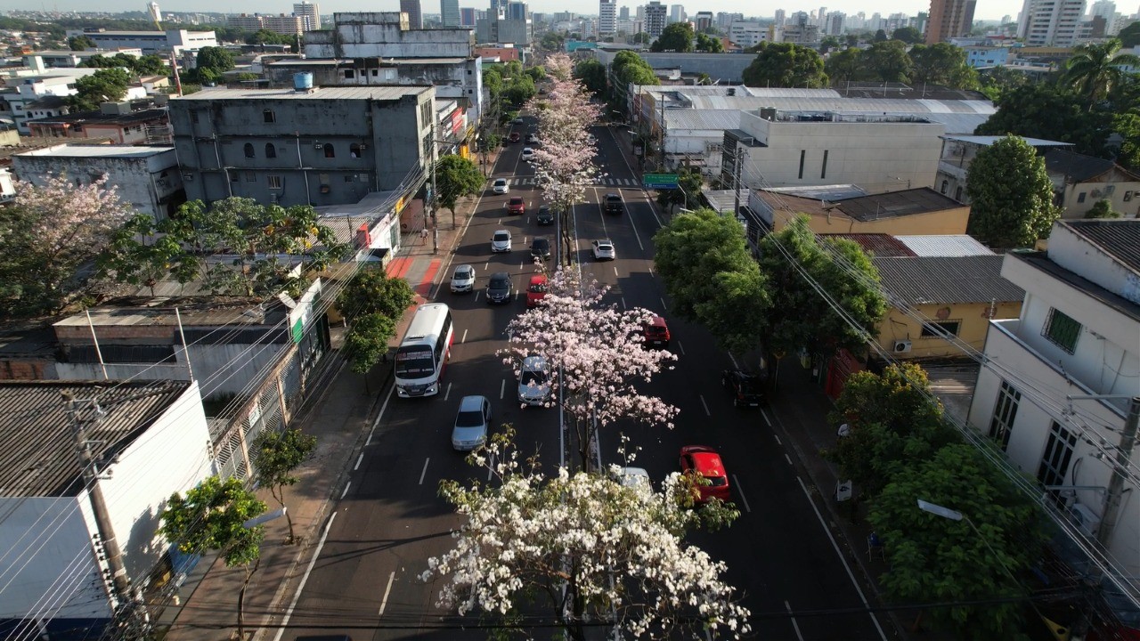 Avenida Djalma Batista, em Manaus, ganha cor com florescimento de ipês; VEJA VÍDEO