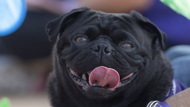 Há alta demanda por pugs pretos na Alemanha  (Foto: Getty Images/via BBC News Brasil)