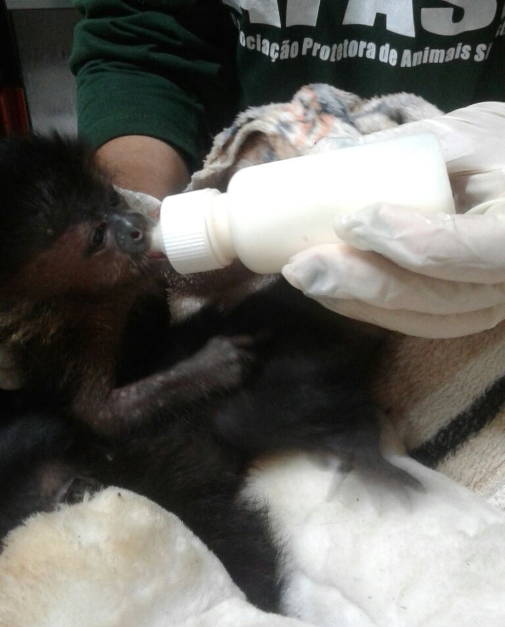 Após resgate de bagageiro de ônibus, filhote de macaco-prego se recupera em centro de referência em Assis (Foto: Arquivo Pessoal)