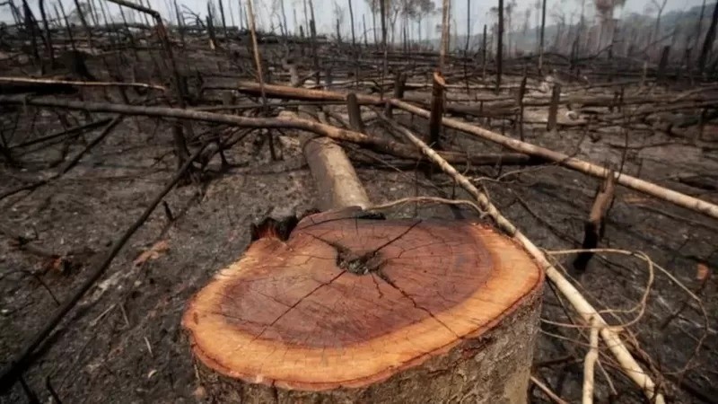 Especialistas acreditam que irregularidades ambientais poderiam ser evitadas se o Ibama garantisse as sanções, freando possíveis reincidentes (Foto: REUTERS via BBC)