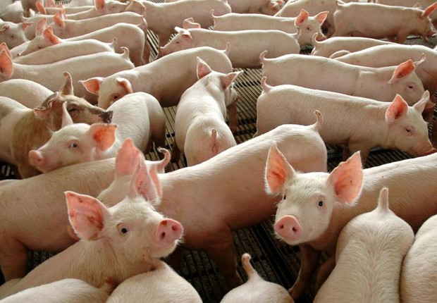 carne suína; porcos;  (Foto: Divulgação Governo Federal)