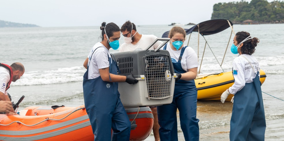 Com lesão no olho, lobo-marinho é resgatado em Ilhabela — Foto: Divulgação/Instituto Argonauta