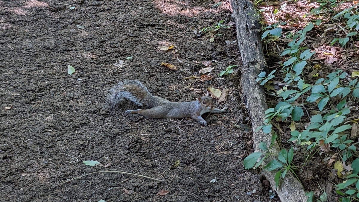 “sprawling” squirrels in the inhabitants of the intrigue of New York;  Understand why animals look like this |  Globalism