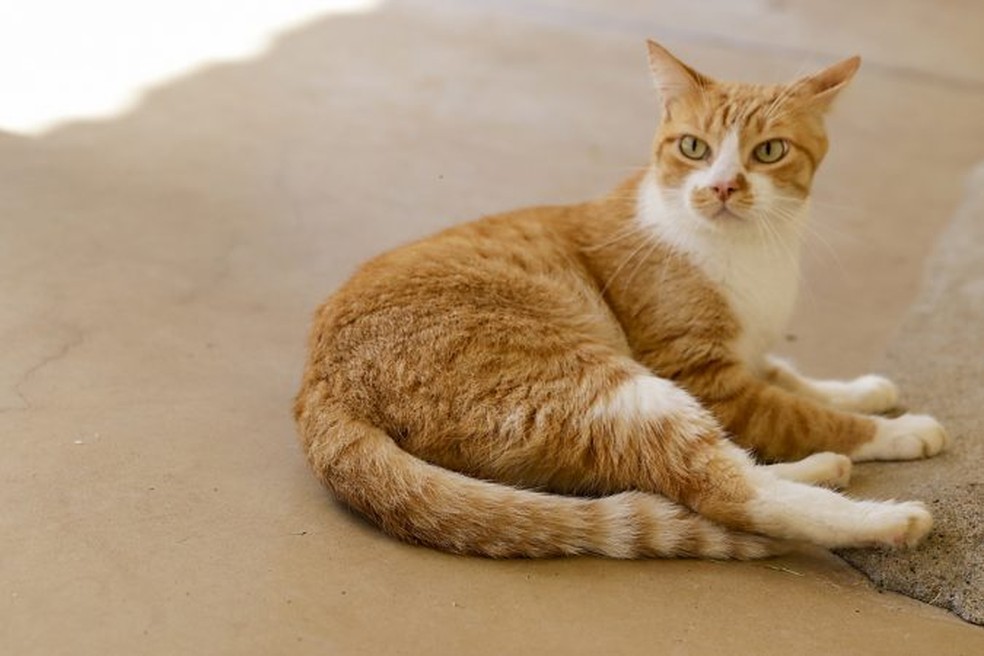 Castração em massa de cães e gatos será realizada em Rio Preto — Foto: Divulgação/Prefeitura de Rio Preto
