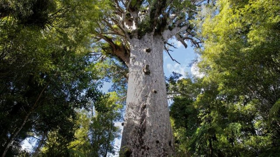 As árvores kauri da Nova Zelândia revelaram um aumento prolongado nos níveis de radiocarbono atmosférico causado pelo colapso do campo magnético da Terra quando os polos mudaram. — Foto: Getty Images via BBC