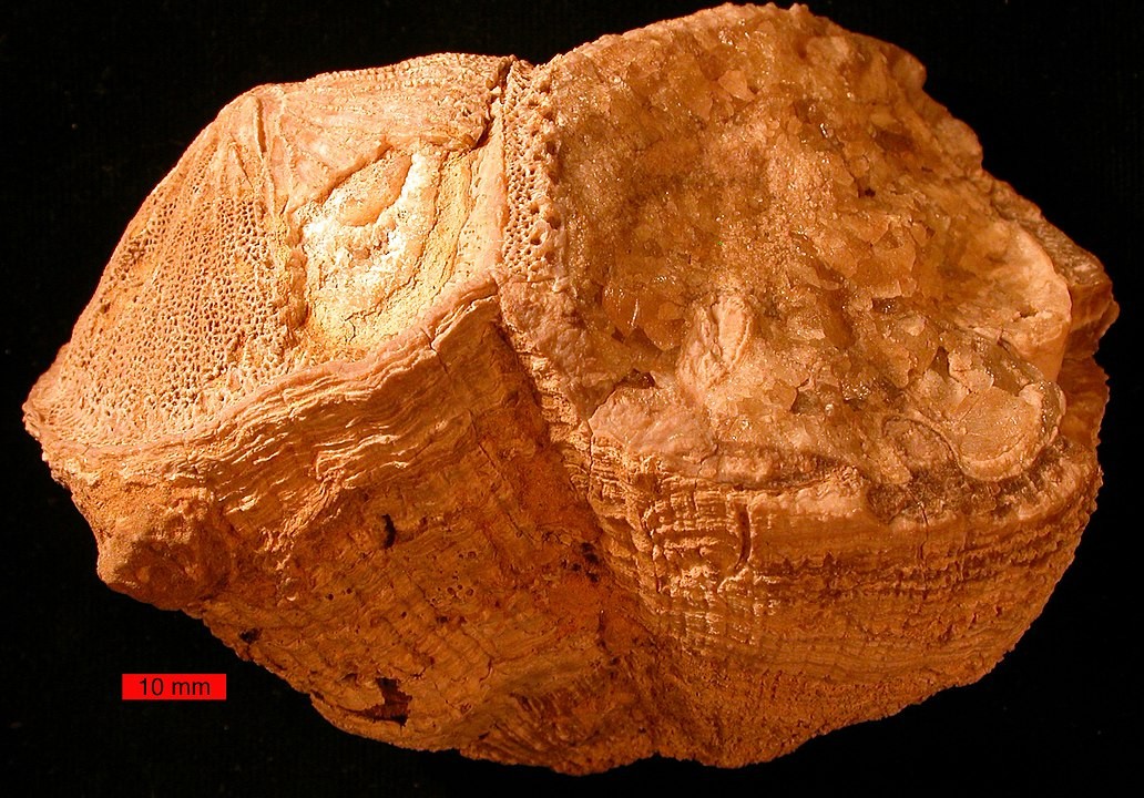 Concha mostra que dias duravam meia hora a menos há 70 milhões de anos. Exemplo de concha de  (Foto: Wikimedia Commons)