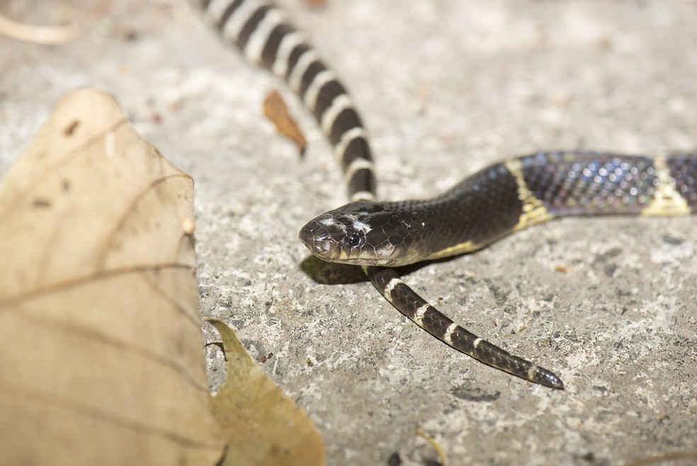 Cobra chinesa (Bungarus multicinctus) que pode ter carregado a nova cepa do coronavírus — Foto: LiCheng Shih/CCBY2.0