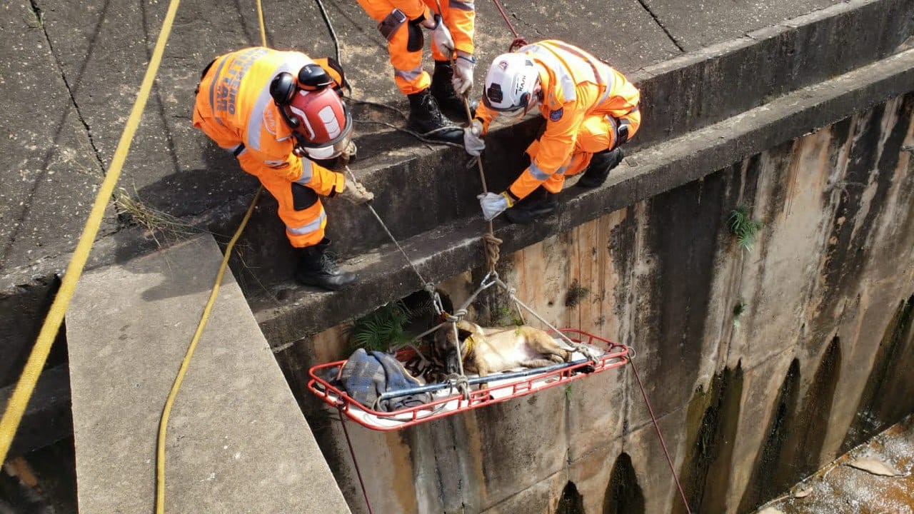 Bombeiros resgatam cachorro que pulou no rio Arrudas, em BH