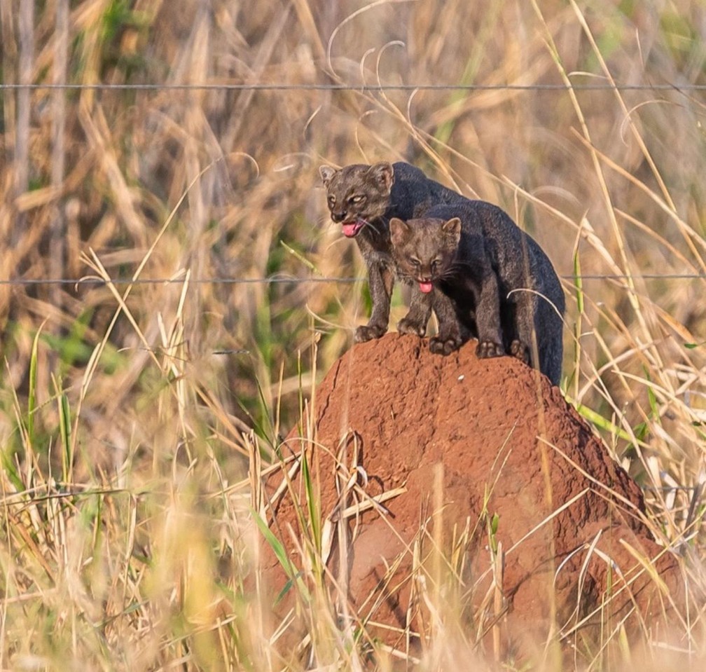 Fotografo Flagra Gato Mourisco Com Filhote Pela Primeira Vez Em 15 Anos De Trabalho No Pantanal De Ms Mato Grosso Do Sul G1