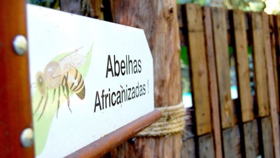 As abelhas africanizadas estão presentes hoje em todo continente americano — Foto: VINÍCIUS MARINHO/ACERVO FIOCRUZ/ Via BBC