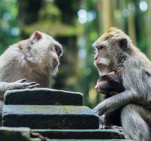 Cientistas descobrem por que fala humana é diferente da de outros primatas