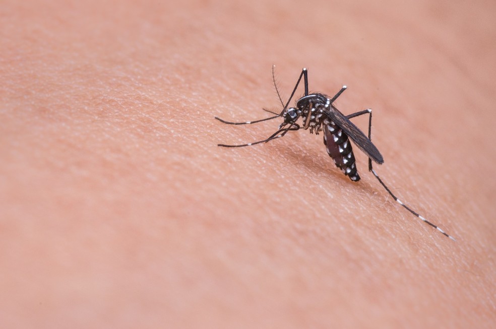 Mosquito Aedes aegypti, transmissor da dengue, vírus zika e chikungunya (Foto: Divulgação)