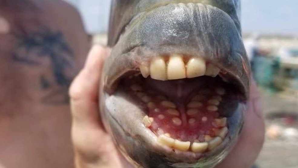 A criatura, capturada na Carolina do Norte, é um sargo-de-dentes, que os americanos chamam de peixe-ovelha — Foto: Reprodução/Facebook/Jennette's Pier