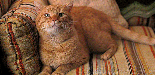O gato Mews da família (Foto: Netflix / Reprodução)