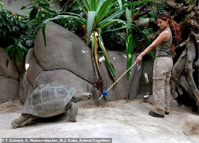 Pesquisadora treinando tartaruga gigante em zoológico na Áustria (Foto: T.Gutnick, A.Weissenbacher e Michael J. Kuba)