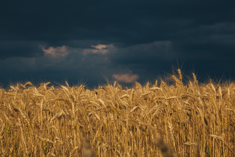 Entre agosto de 2021 e julho de 2022, o Brasil importou 5,5 milhões de toneladas de trigo da Argentina