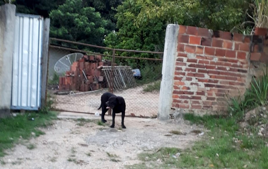 Pedreiro flagrou um dos cães na rua de Rio Bonito
