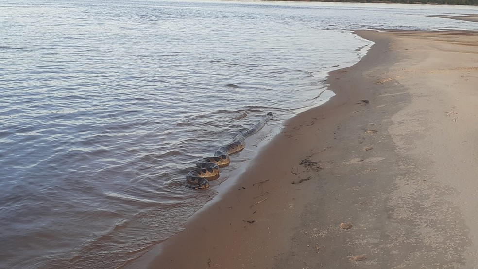 Sucuri com mais de 4 metros é vista em aldeia no Tocantins — Foto: Reprodução