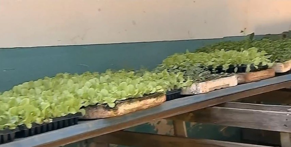 Participantes do projeto recebem por semana bandejas com cerca de 300 mudas por hortaliças — Foto: TV TEM/Reprodução