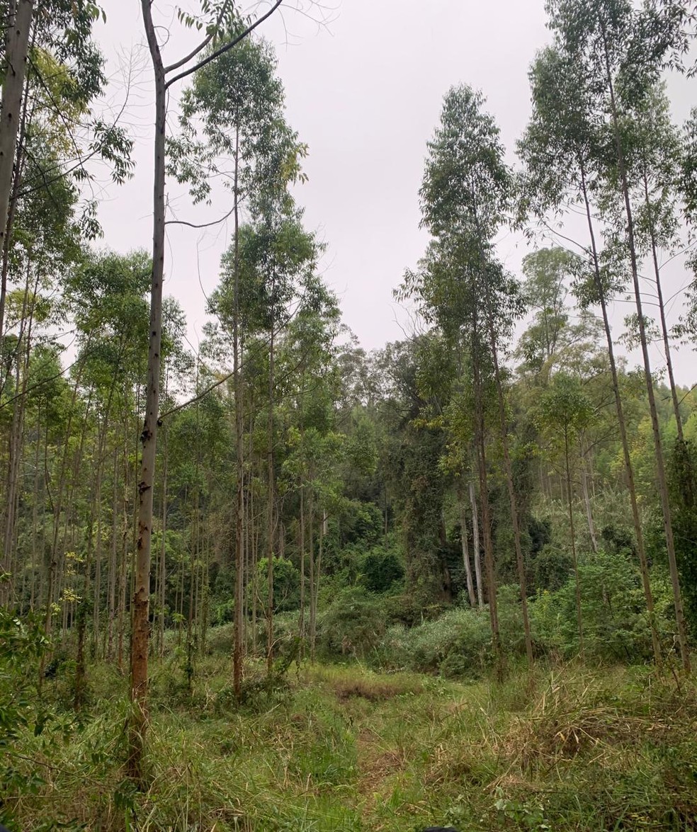 Funcionários de uma empresa encontraram ossada em Votorantim (SP) — Foto: Arquivo Pessoal