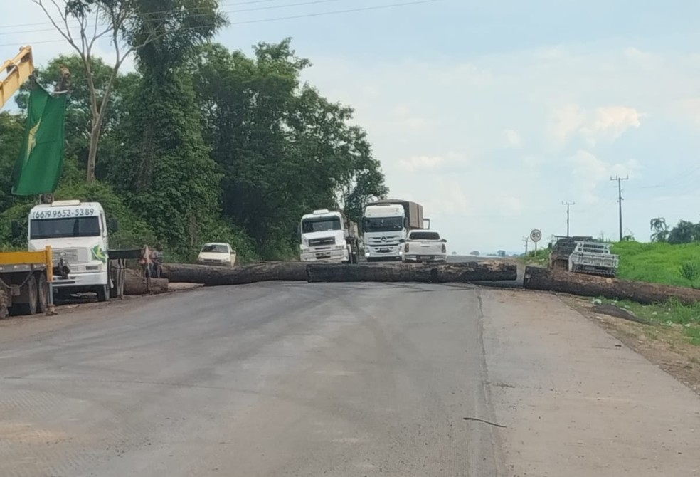 De acordo com a Polícia Rodoviária Federal, os manifestantes derrubaram outras árvores no local — Foto: PRF