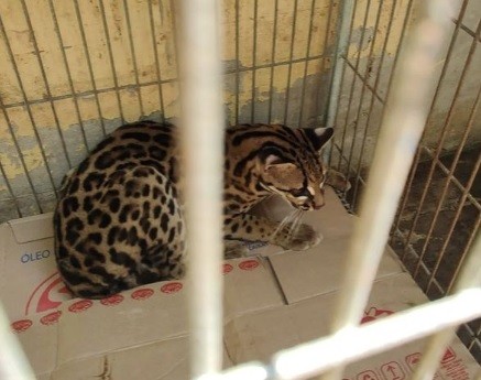 Gato-do-mato é resgatado em escola no Centro de Rio Branco e solto na natureza após atendimento veterinário