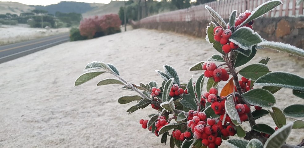 Vegetação ficou coberta por uma fina camada de gelo formada pela geada em São Joaquim (Foto: Mycchel Hudsonn Legnaghi/São Joaquim Online)