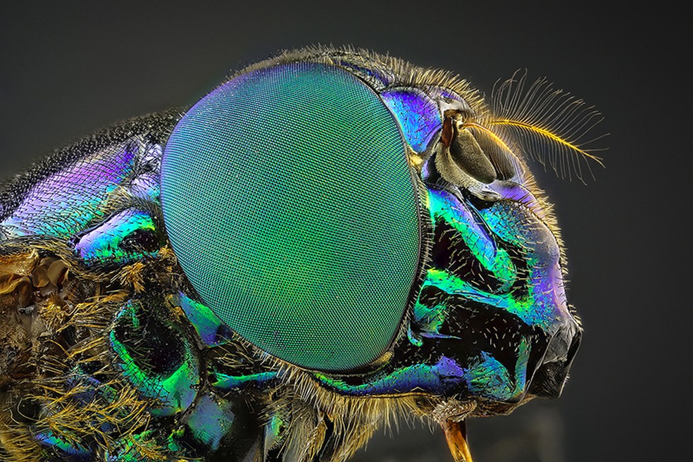 Especialista Em Macrofotografia Registra Detalhes De Insetos Terra Da Gente G1