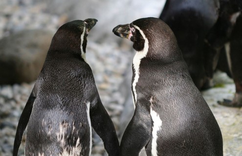 Os pinguins costumam ter relações homoafetivas monogâmicas e, inclusive, "adotam" ovos deixados por casais heterossexuais