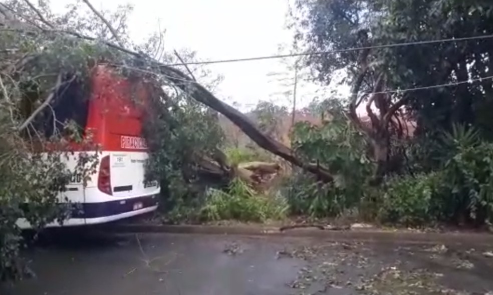Árvore cai em cima de ônibus durante forte chuva de granizo que atingiu Botucatu — Foto: Arthur Galindo /Arquivo pessoal